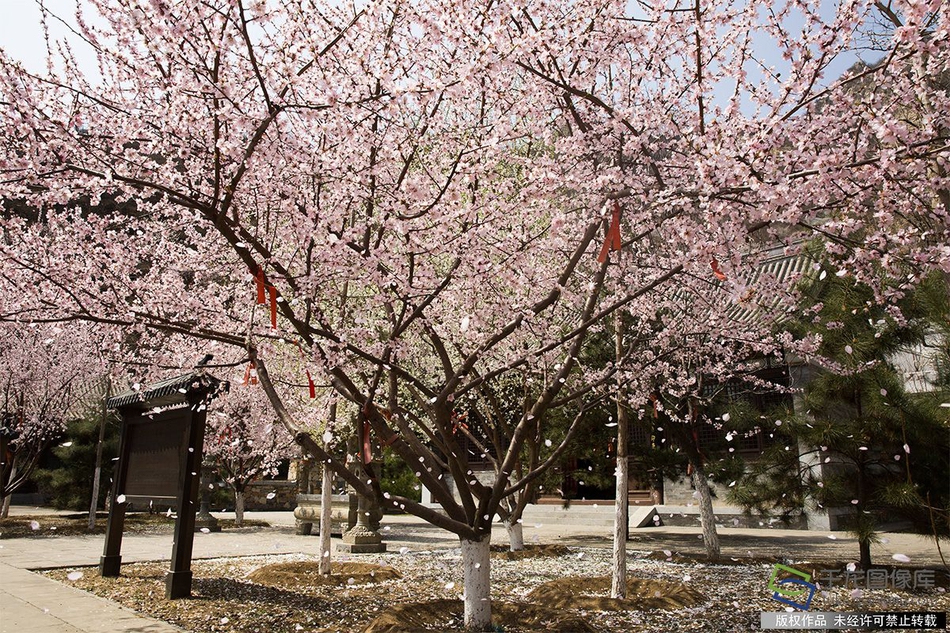 官方：切爾西后衛(wèi)吉爾克里斯特離隊，永久轉(zhuǎn)會至英冠西布朗