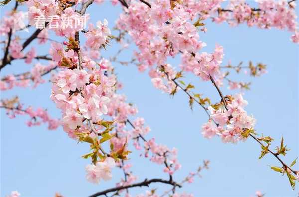 衛(wèi)生間淋浴房效果圖介紹 衛(wèi)生間裝修事項(xiàng)