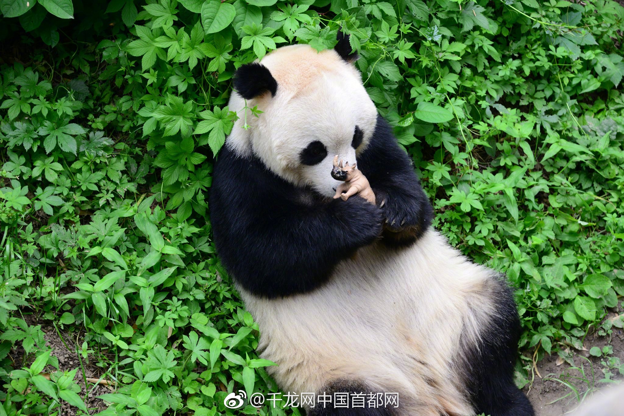 記者：算上簽字費和獎金，奧納納在土超的收入會比曼聯時更高
